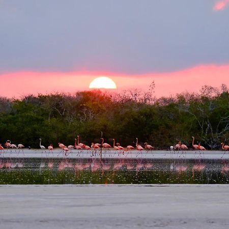 Playa 55 Beach Escape - Adults Only Guesthouse Celestun Esterno foto